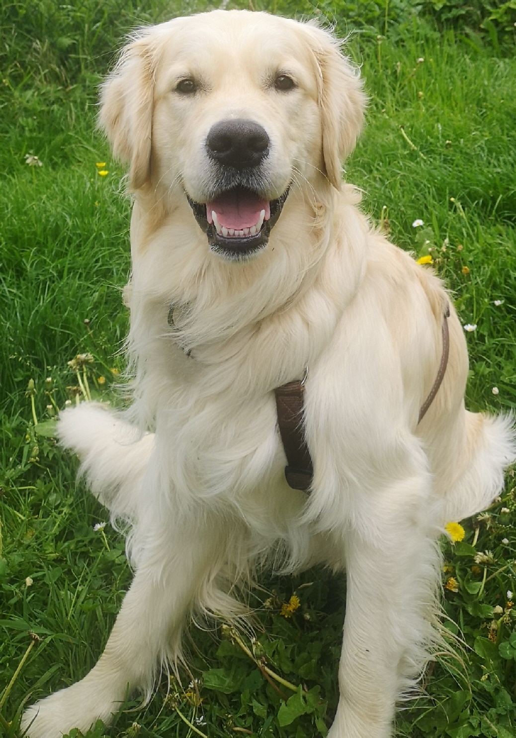 C.S.T.F. Cheerful Clooney of Iona Abbey
